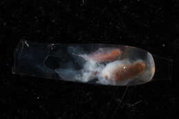 Image of cigar pteropod
