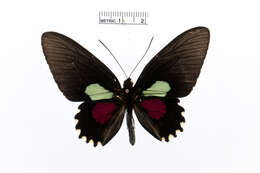 Image of Parides aeneas (Linnaeus 1758)