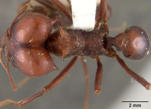 Image of Ant