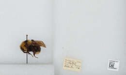 Image de Bombus insularis (Smith 1861)