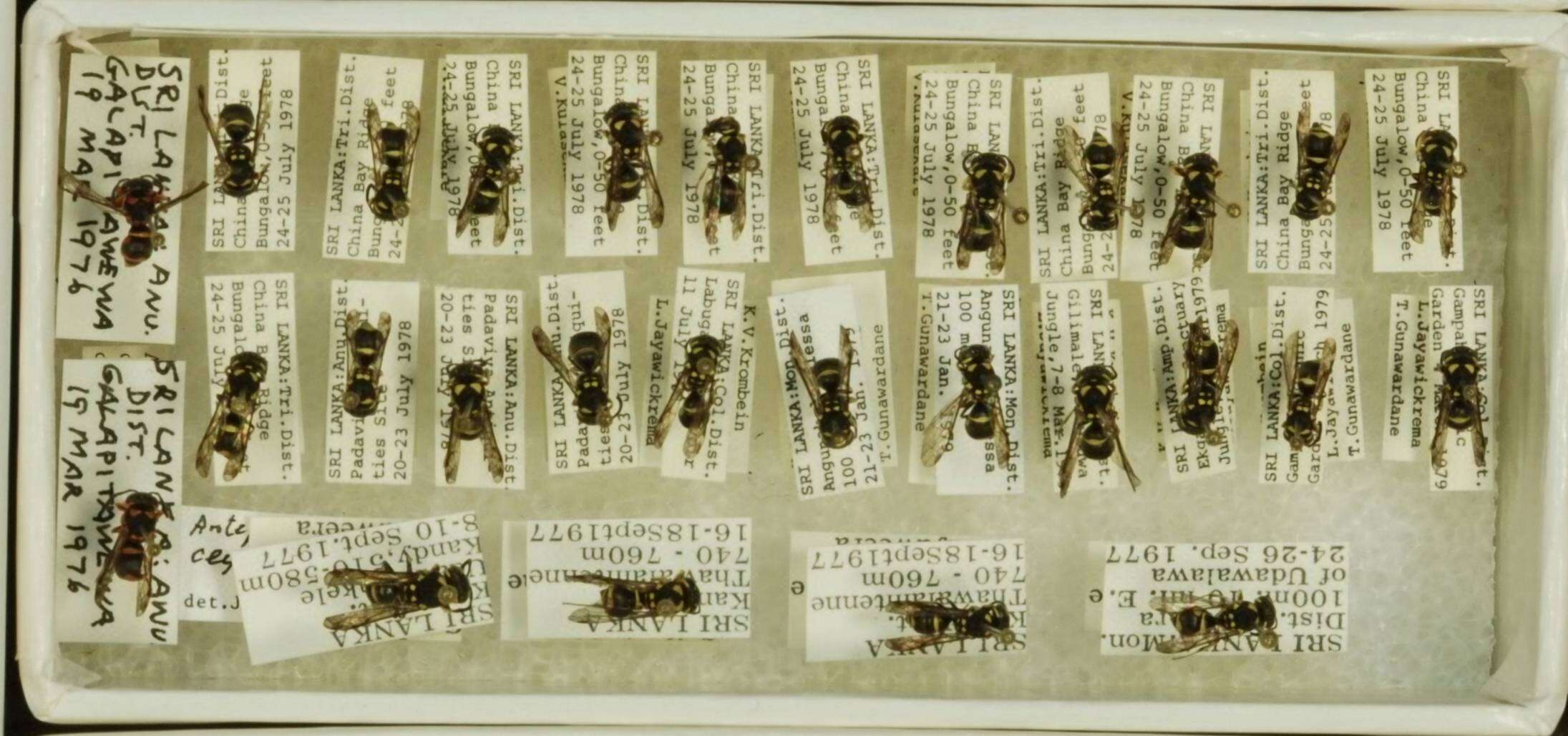 Image of Antepipona ceylonica (de Saussure 1867)