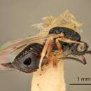 Image of Eurytoma flavocoxa Bugbee 1941