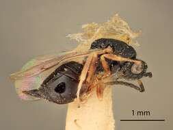 Imagem de Eurytoma flavocoxa Bugbee 1941