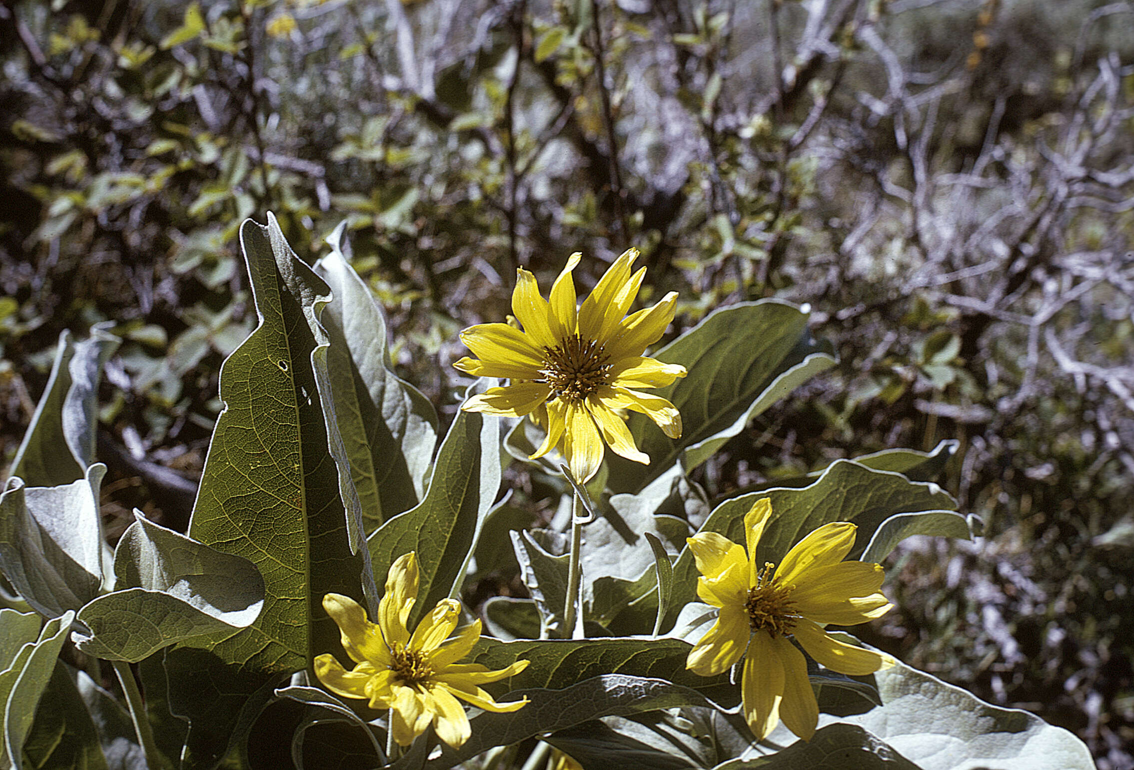 Image of arrowleaf balsamroot