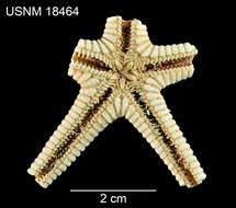 Image of Astropecten americanus var. subgracilis Verrill 1915