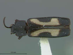 Image de Cephaloleia formosus Staines 1996