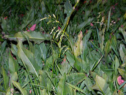 Image of Northern Sweet Vernal Grass