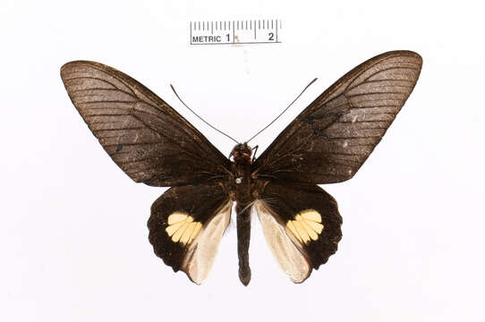 Image of Parides quadratus (Staudinger 1890)