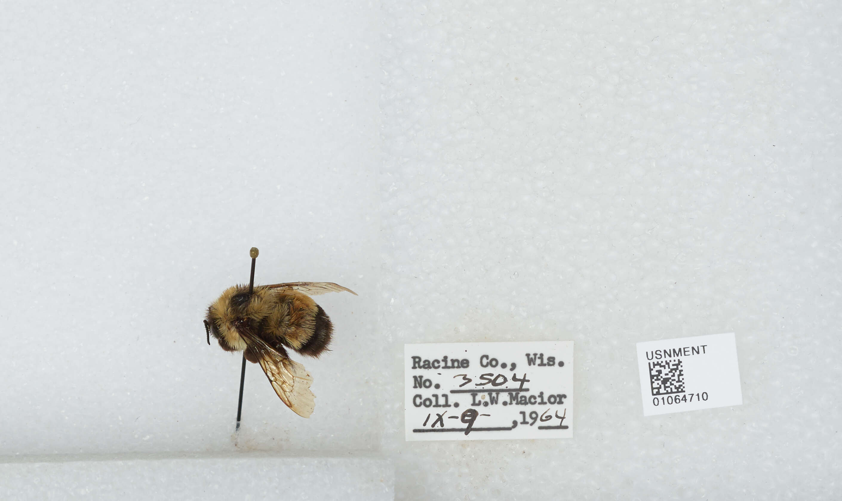 Слика од Bombus affinis Cresson 1864