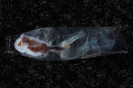 Image of cigar pteropod