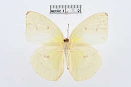 Image of Catopsilia pomona (Fabricius 1775)