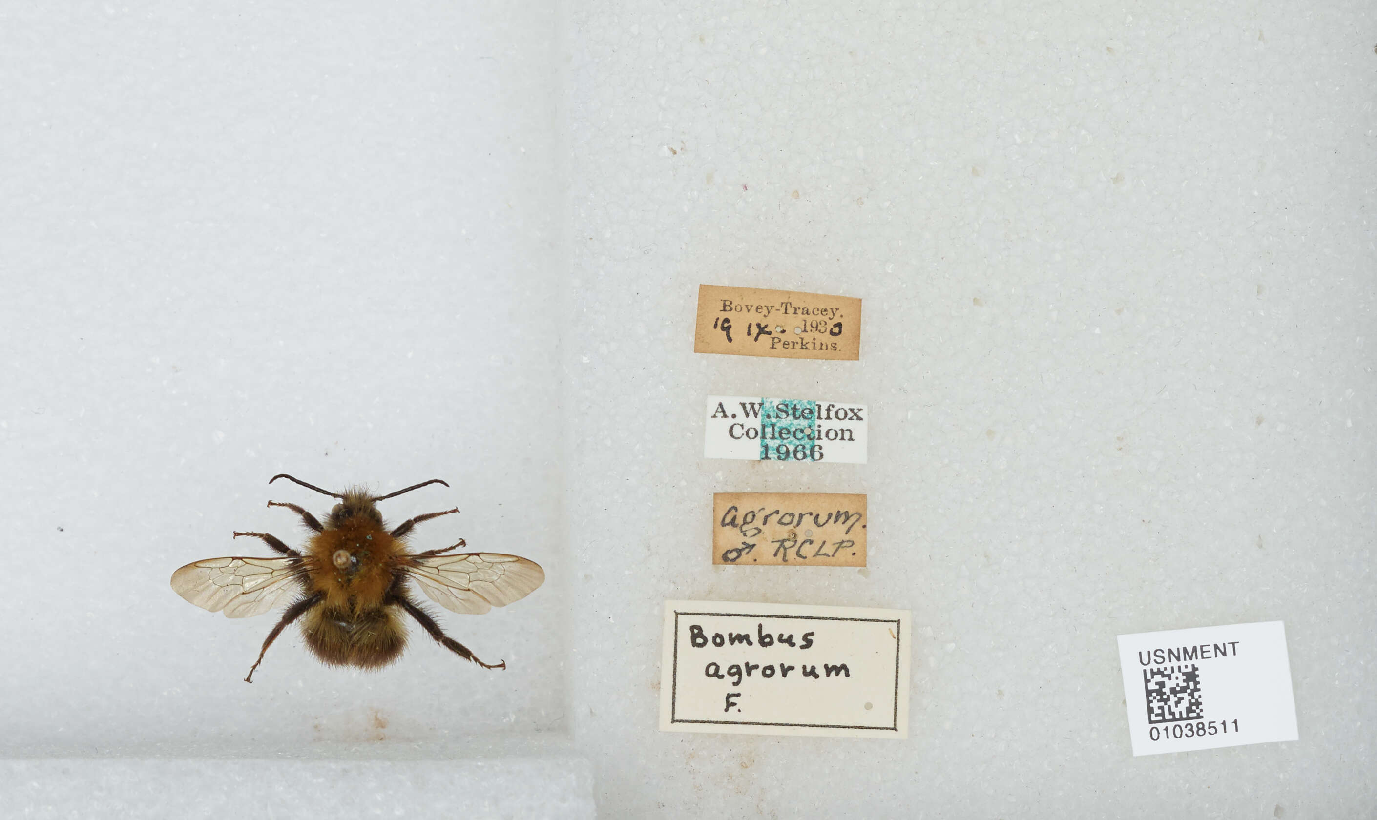 Image of Common carder bumblebee