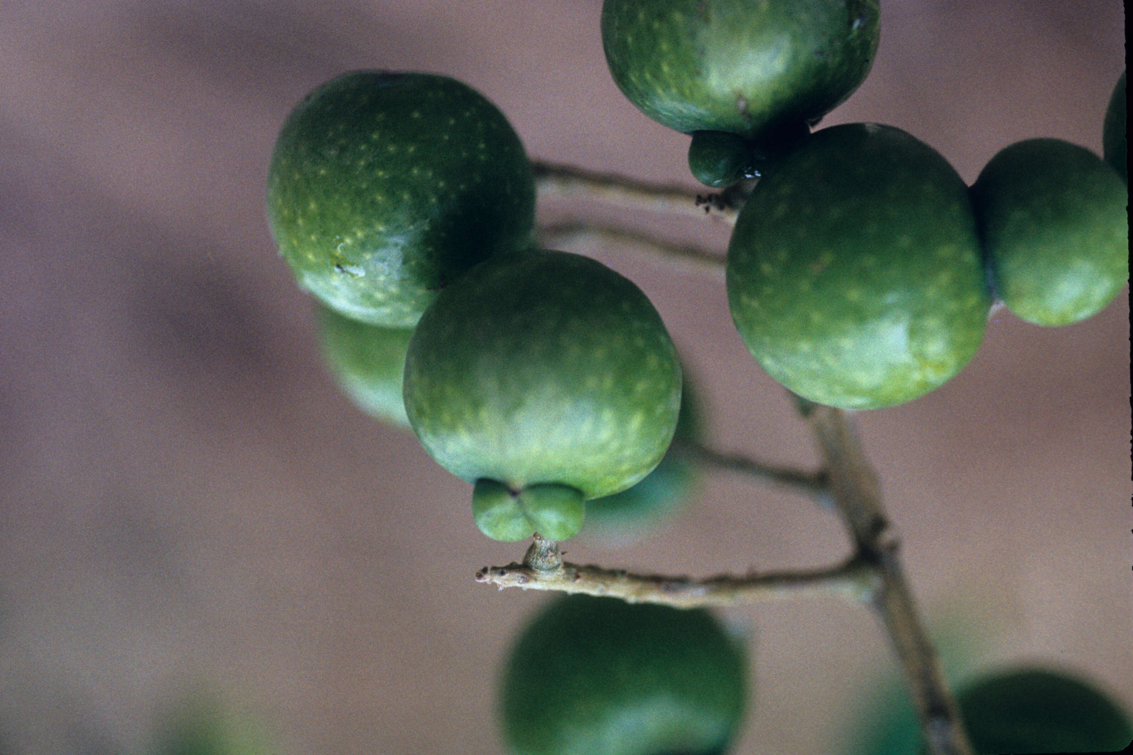 Image of wingleaf soapberry