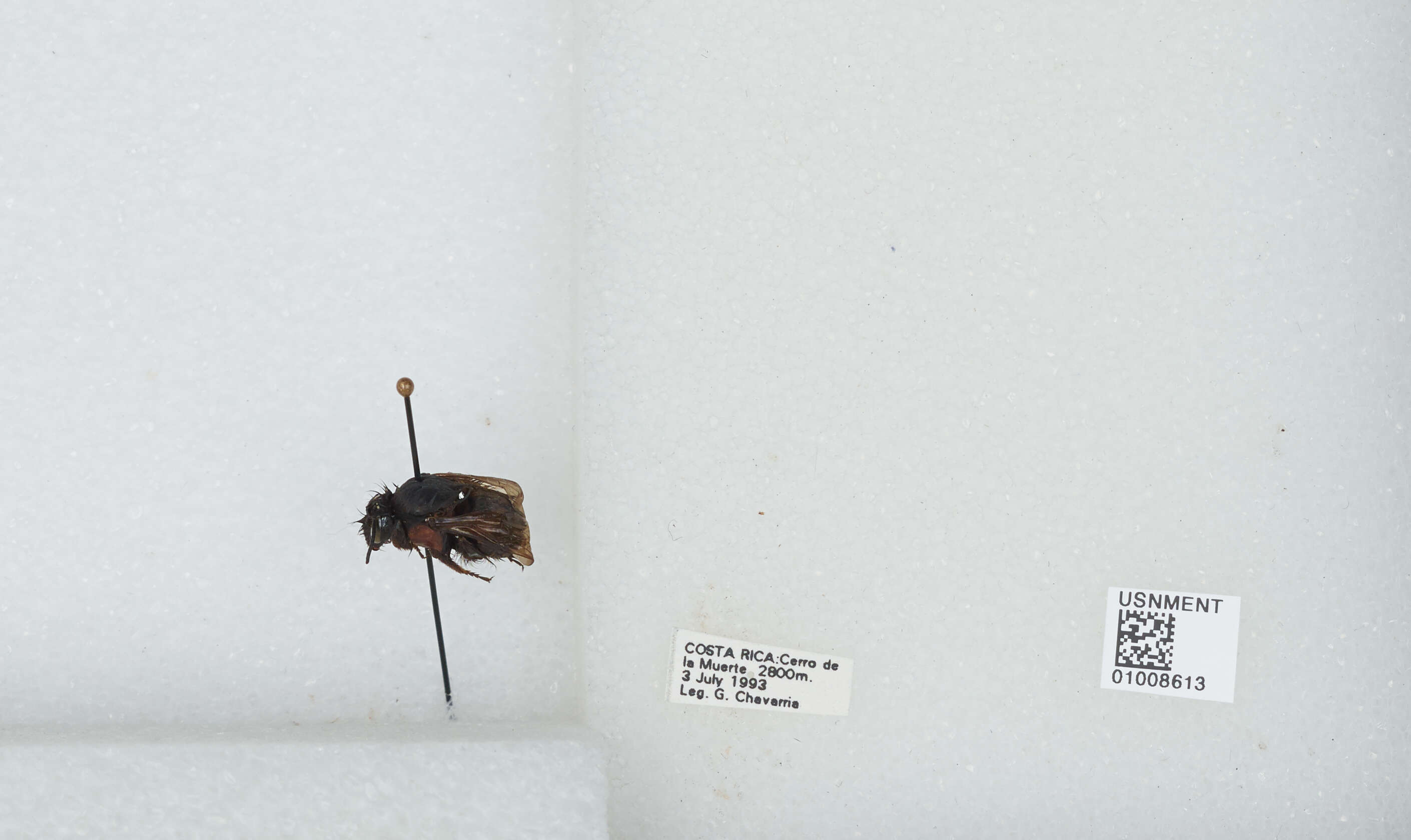 Bombus ephippiatus Say 1837 resmi