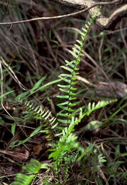 Plancia ëd Asplenium dielerectum Viane