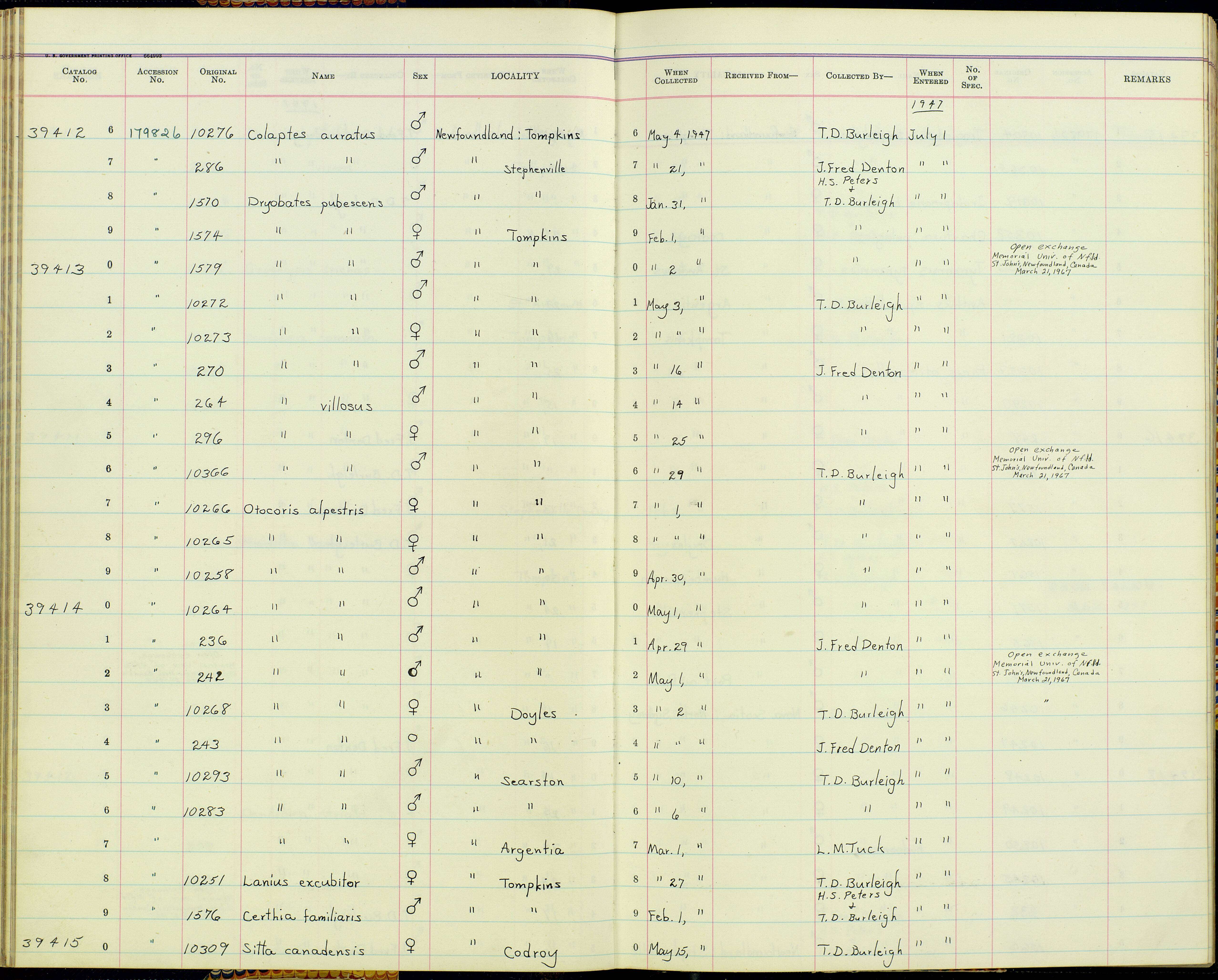 Image of Colaptes auratus luteus Bangs 1898