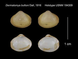 Image de Dermatomya buttoni Dall 1916