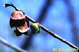 Image of Indian-banana