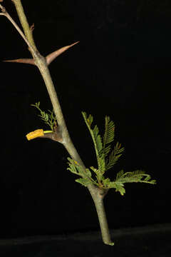 Plancia ëd Vachellia cornigera (L.) Seigler & Ebinger