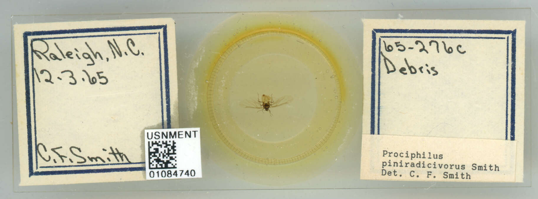 Image of Prociphilus (Prociphilus) piniradicivorus Smith & C. F. 1969