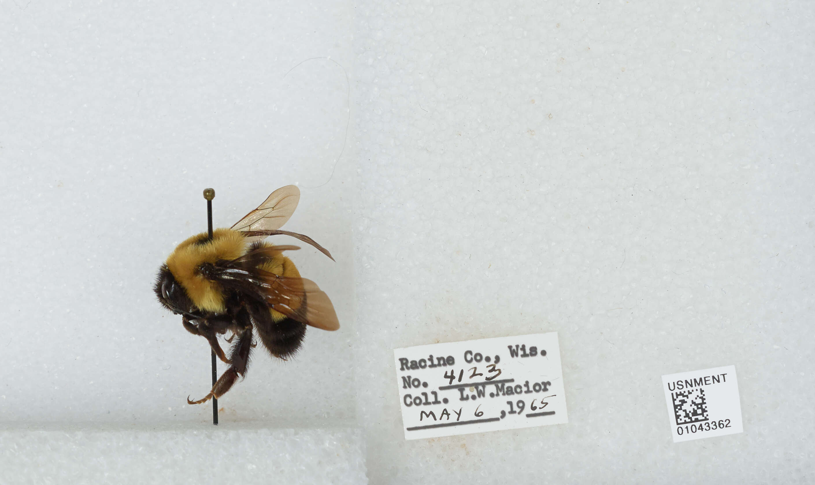 Слика од Bombus affinis Cresson 1864