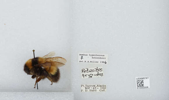 Image of High Arctic Bumble Bee