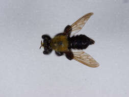 صورة Laphria flavicollis Say 1824