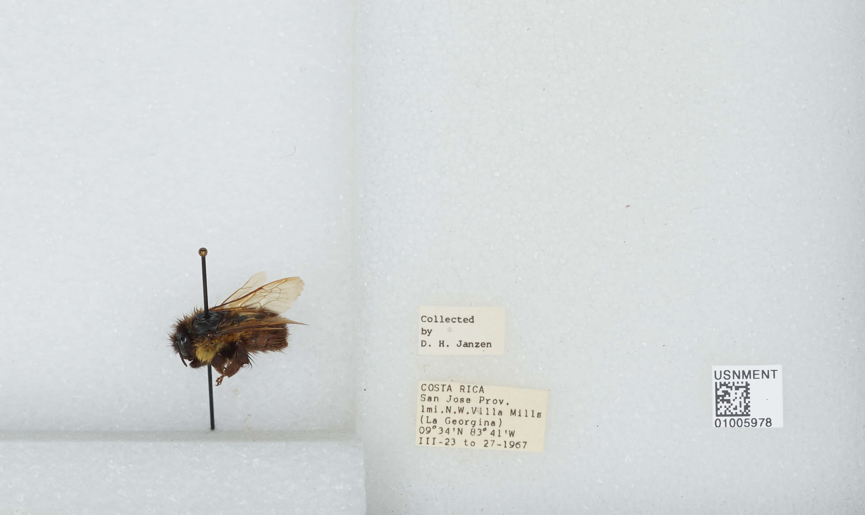 Bombus ephippiatus Say 1837 resmi