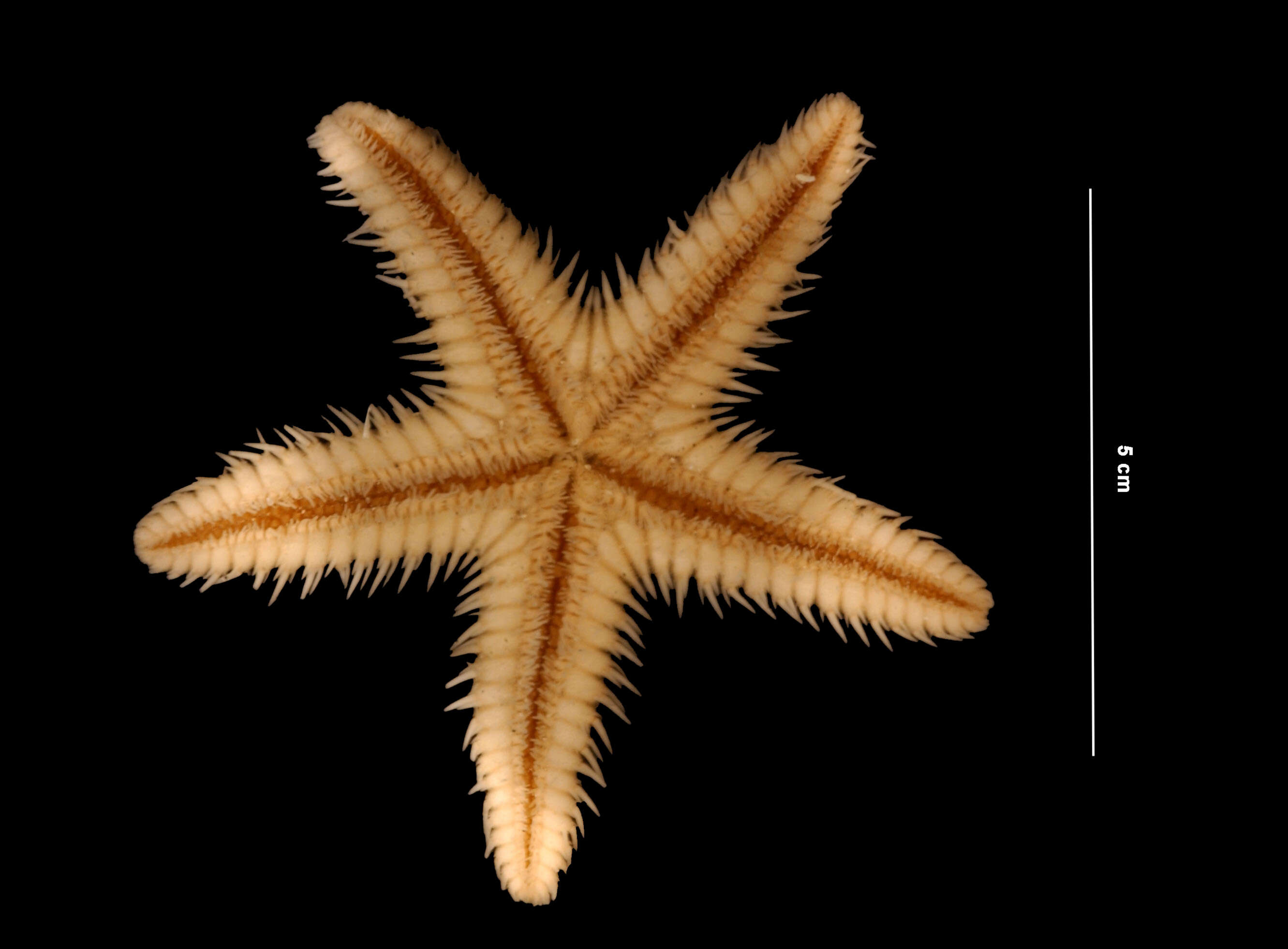 Image of Two-spined sea star