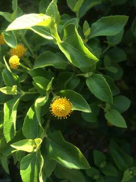 Image of Podanthus ovatifolius Lag.