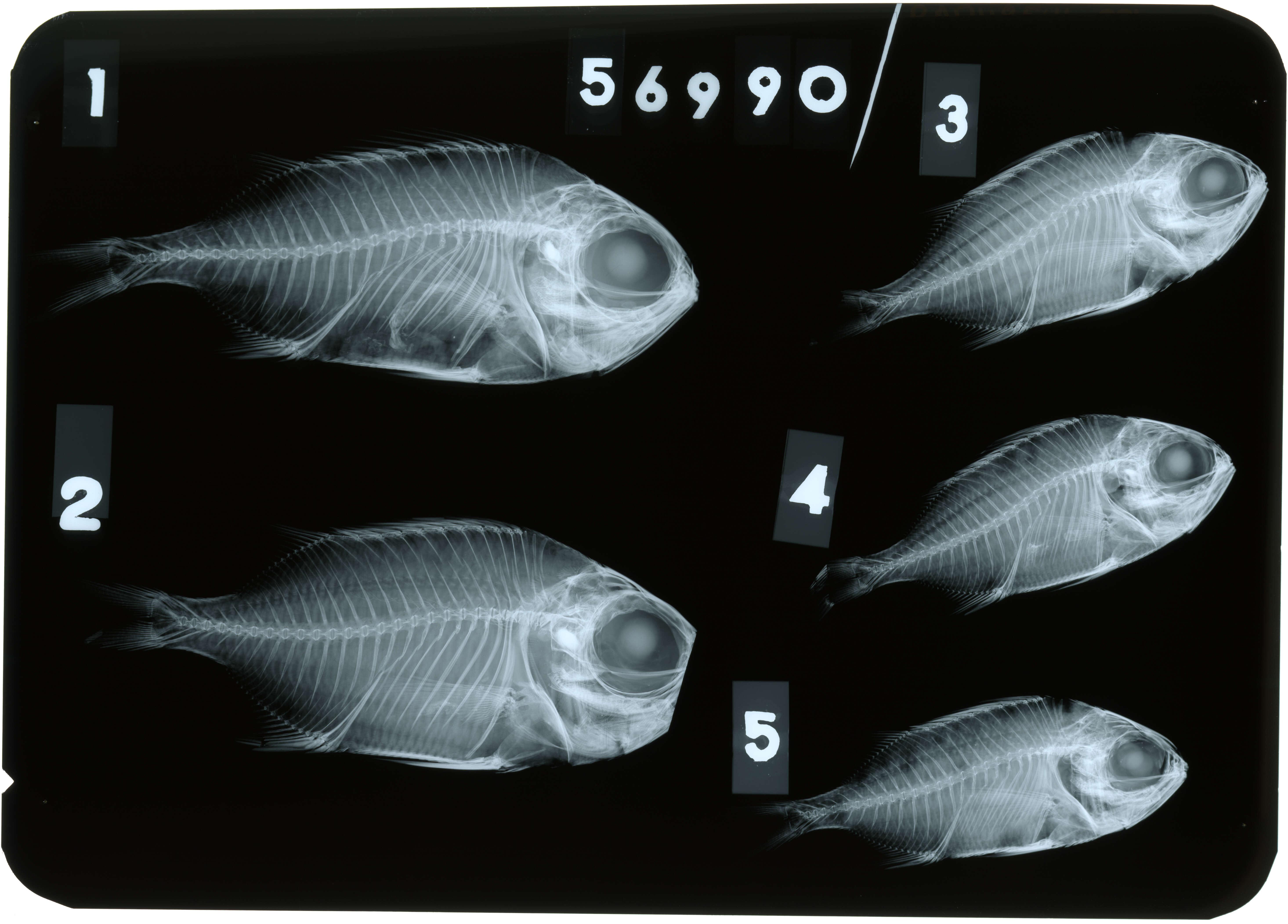 Image of Epaulette soldierfish