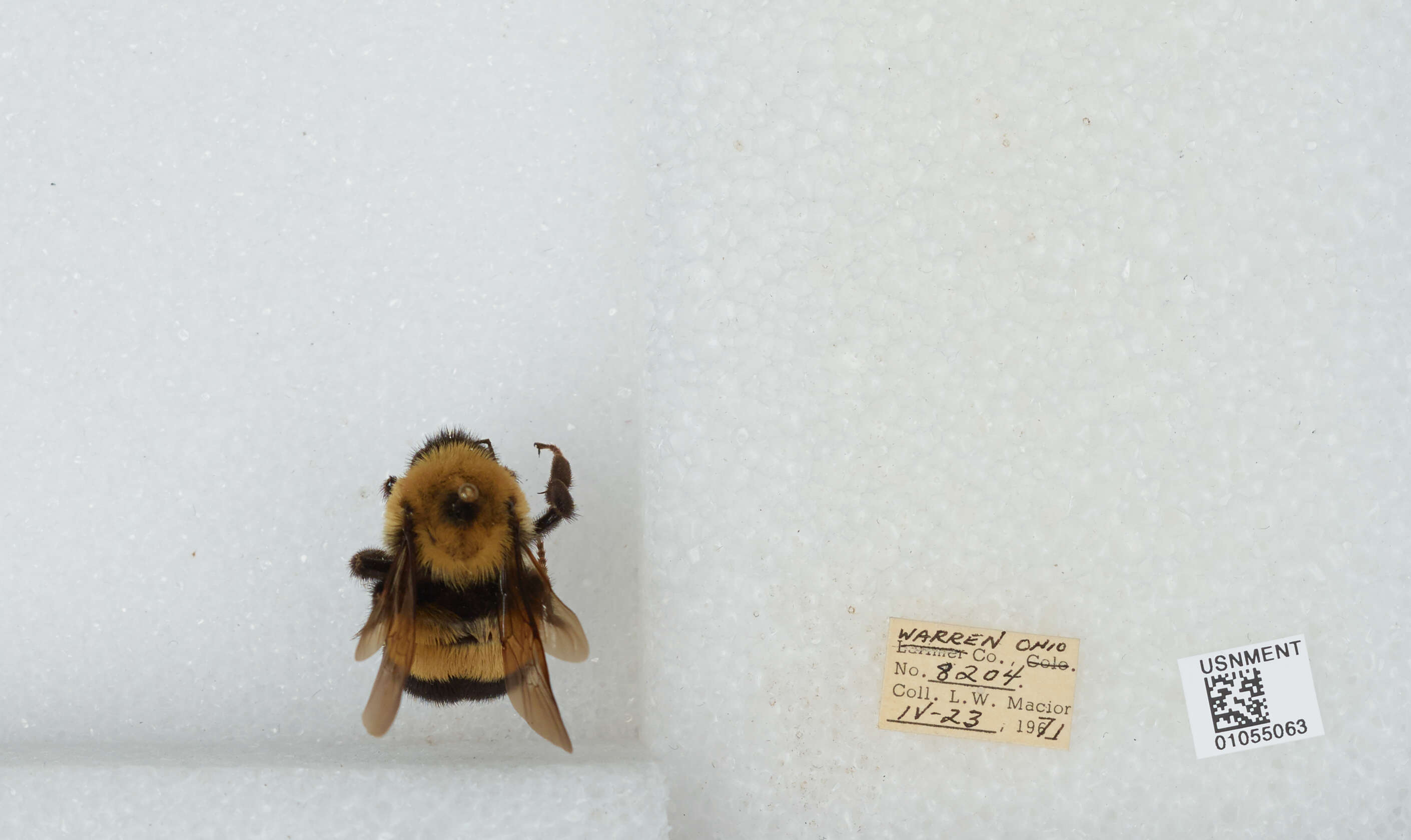 Слика од Bombus affinis Cresson 1864