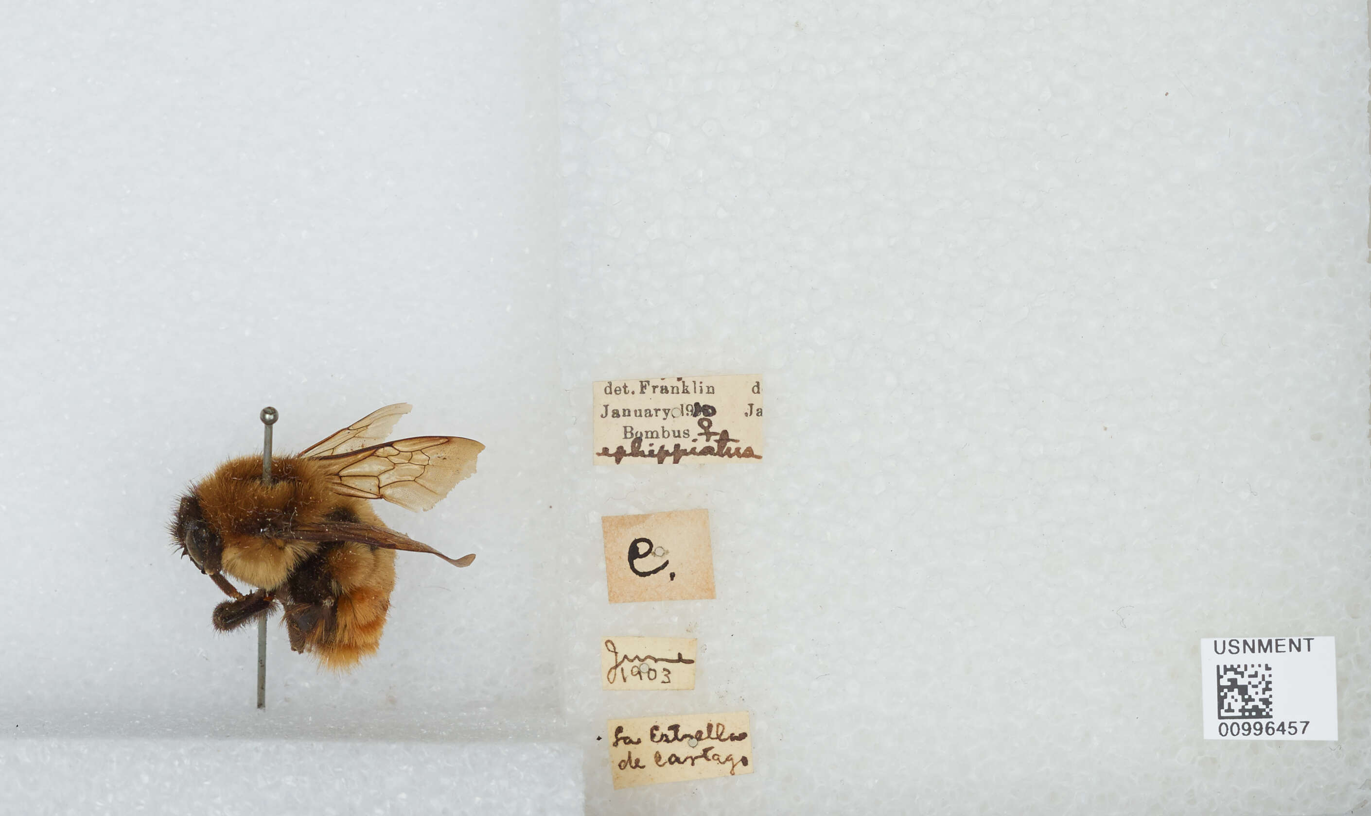 Bombus ephippiatus Say 1837 resmi