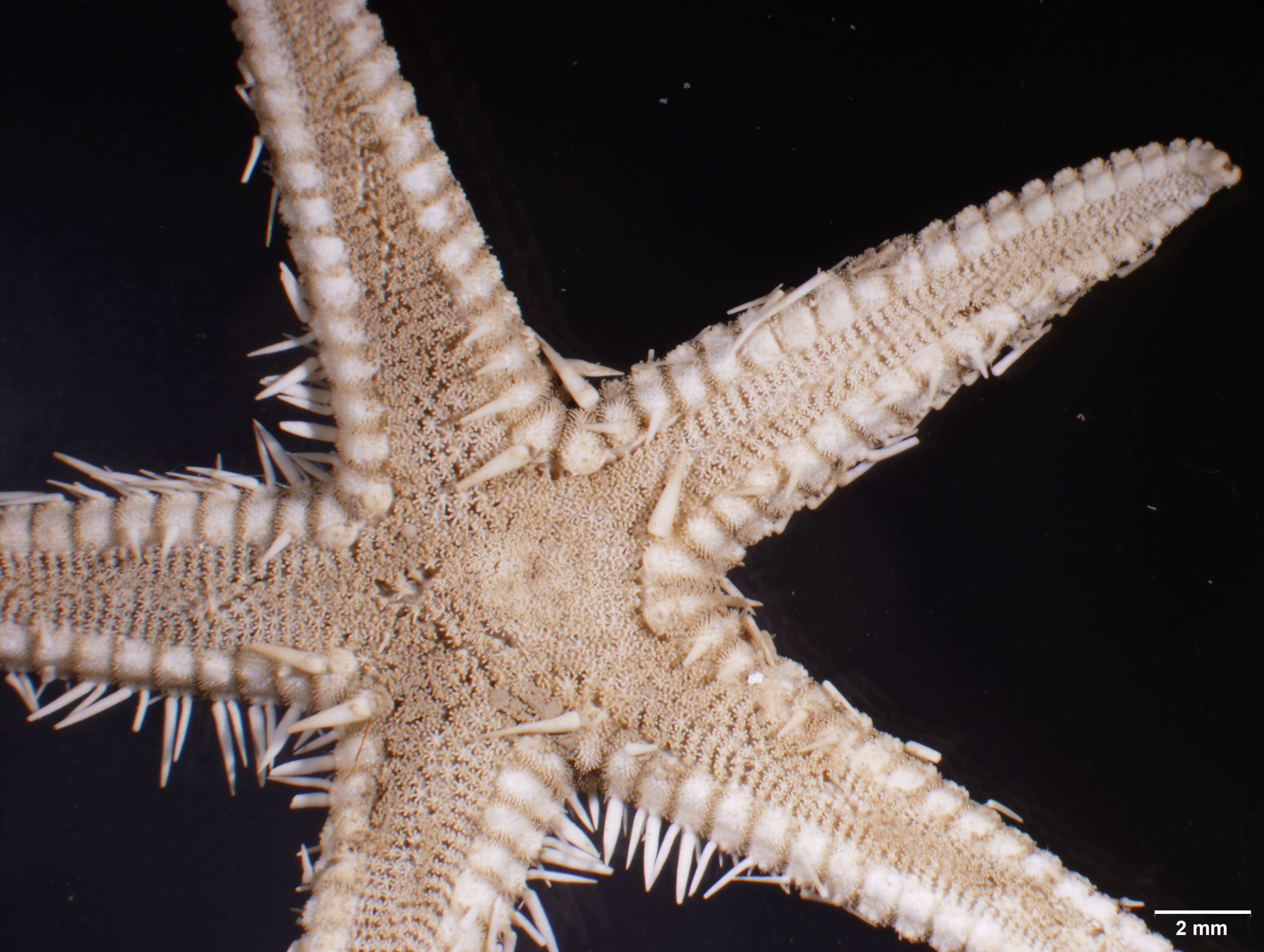 Image of Astropecten antillensis Lütken 1859