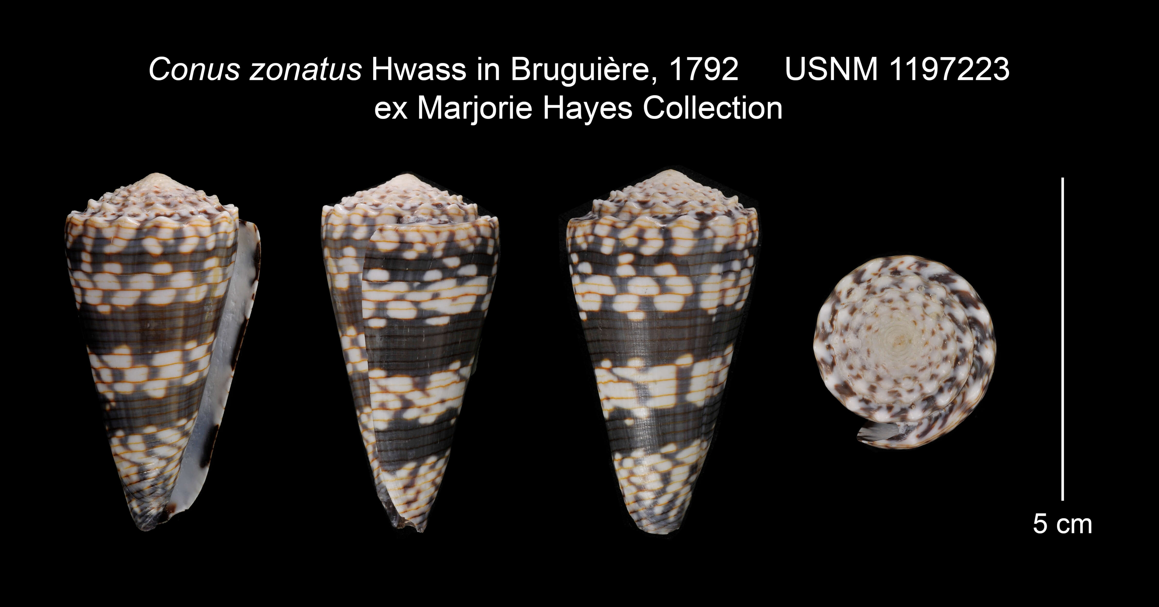 Image de Conus zonatus Hwass ex Bruguière 1792