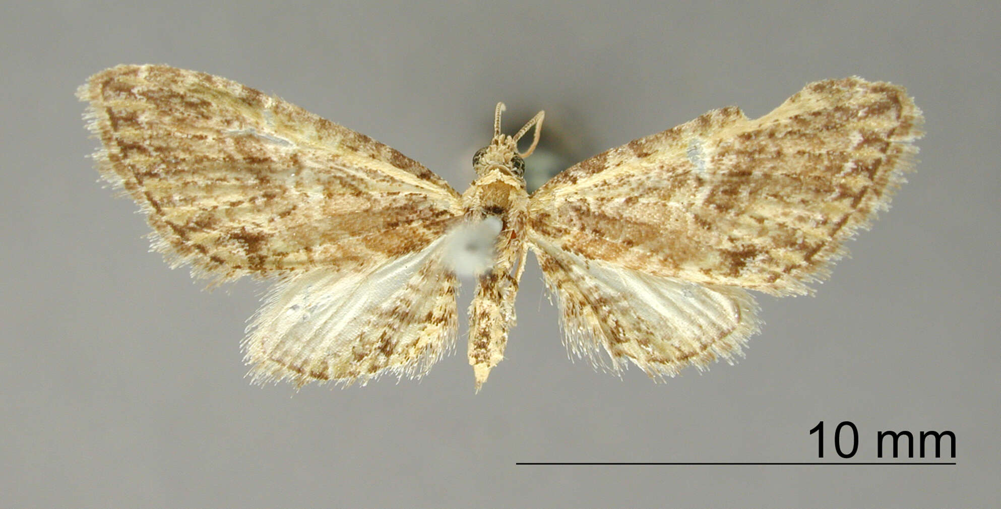 Image of Eupithecia hilacha Dognin 1899