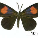 Image of Nelo tricolor Thierry-Mieg 1905