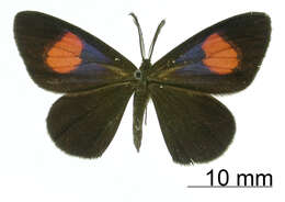 Image of Nelo tricolor Thierry-Mieg 1905