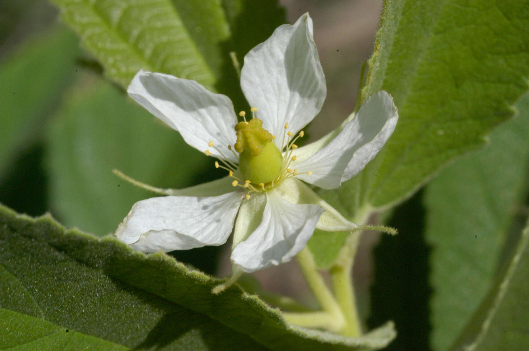 Image de Muntingia