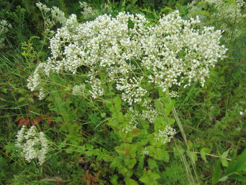 Image of roundleaf thoroughwort