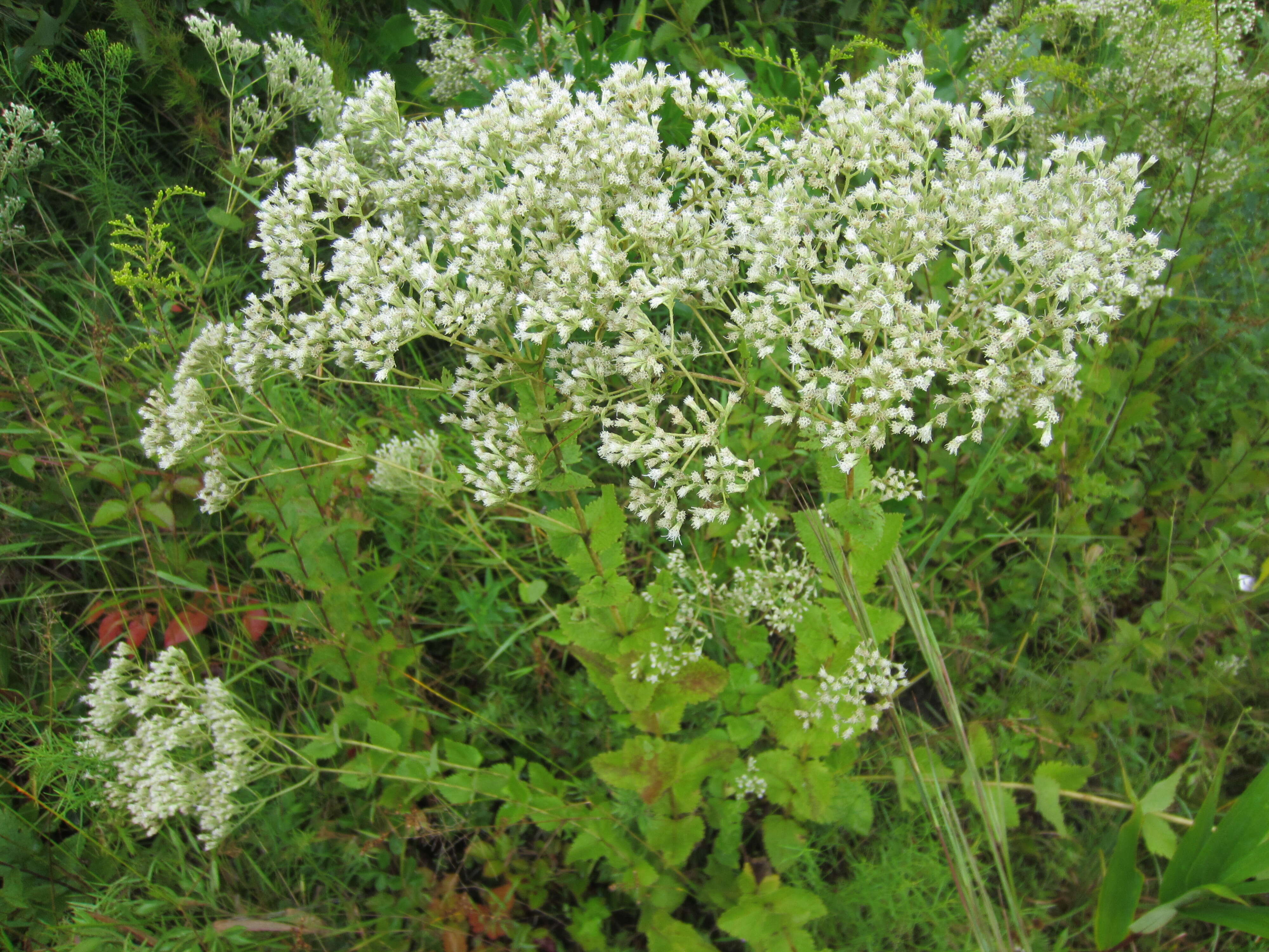 Eupatorium rotundifolium L. resmi