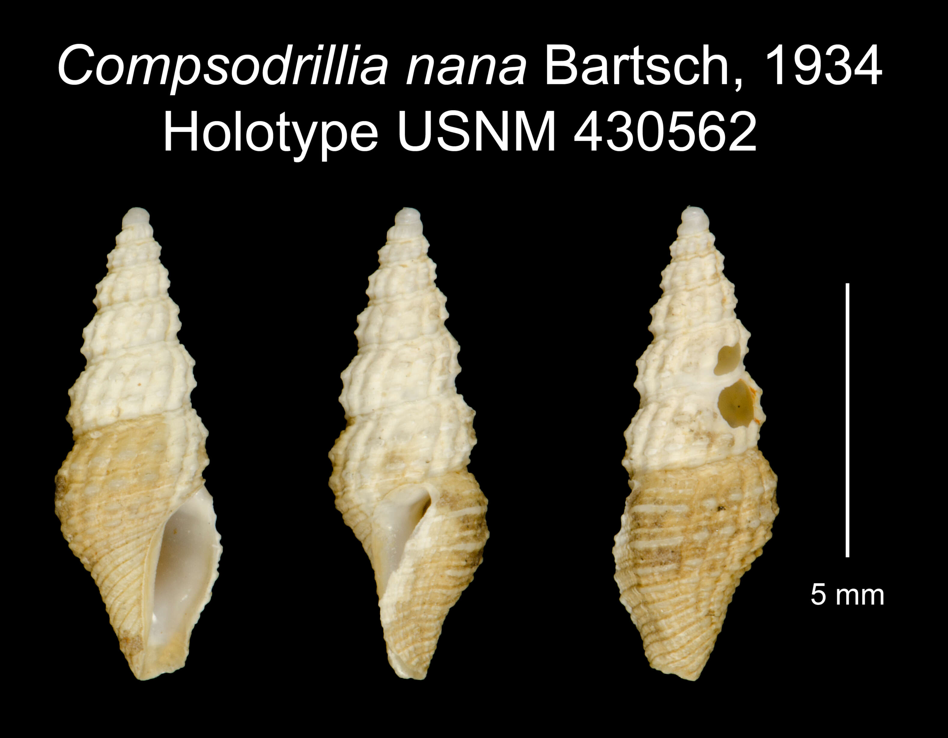 Image of Compsodrillia nana Bartsch 1934