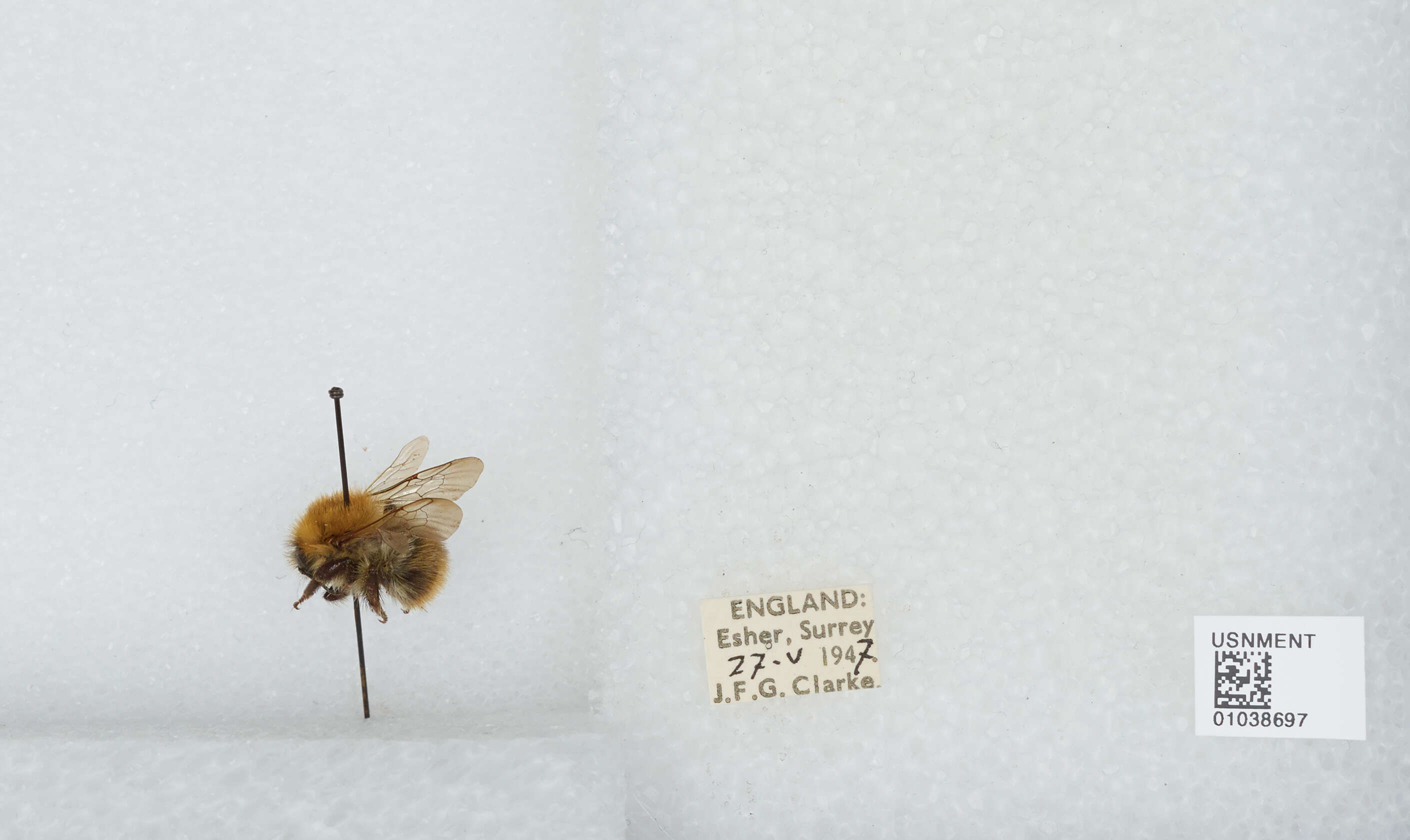 Image of Common carder bumblebee