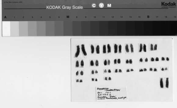 Image of Melanomys Thomas 1902