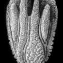 Imagem de Holcotrochus scriptus Dennant 1902