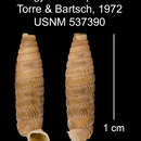 Imagem de Gongylostoma proxima C. Torre & Bartsch 1972