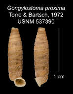 Imagem de Gongylostoma proxima C. Torre & Bartsch 1972