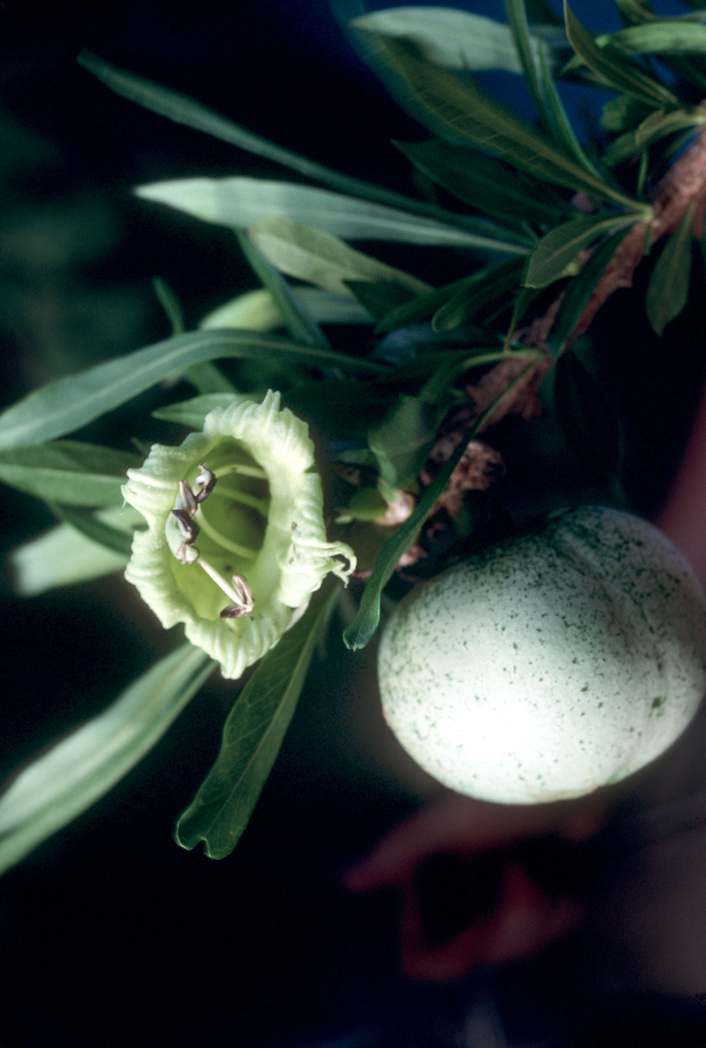 Image de Crescentia linearifolia Miers