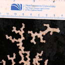 Image of Carolina's Ivory Coral