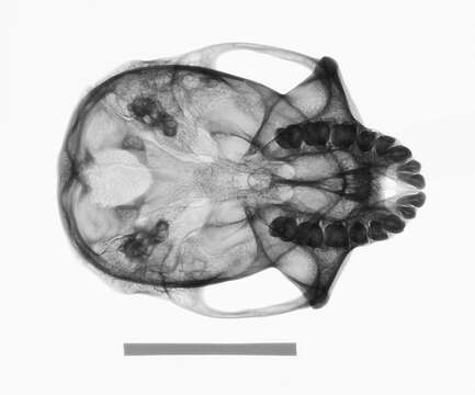 Image of Simias concolor siberu Chasen & Kloss 1928